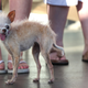 Illustration for article titled Yoda, the Worlds Ugliest Dog, Passes Away at 15